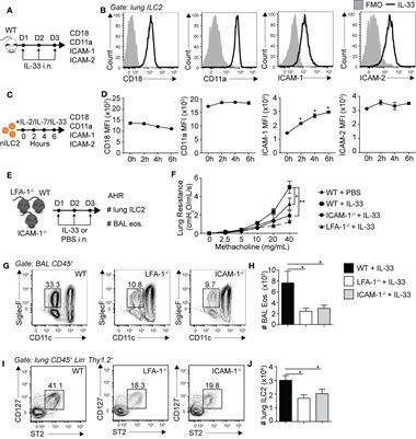 Distinct Roles of LFA-1 and ICAM-1 on ILC2s Control Lung Infiltration, Effector Functions, and Development of Airway Hyperreactivity